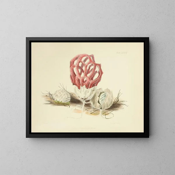 Illustrations of British Mycology Pl86 - Anna Maria Hussey — framed artwork on a wall