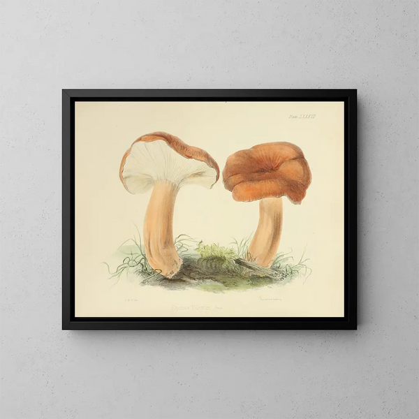 Illustrations of British Mycology Pl87 - Anna Maria Hussey — framed artwork on a wall