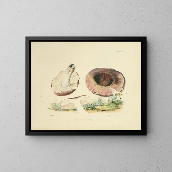 British Mycology Illustrations Pl89 - Anna Maria Hussey — framed artwork on a wall