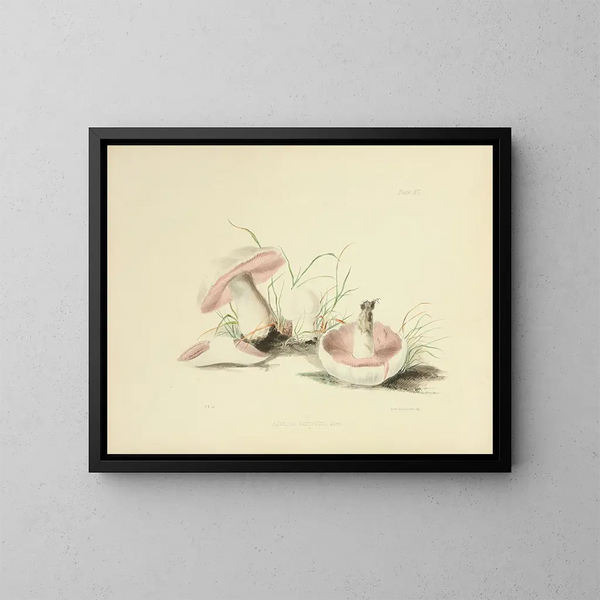 Illustrations de mycologie britannique Pl90 - Anna Maria Hussey — framed artwork on a wall