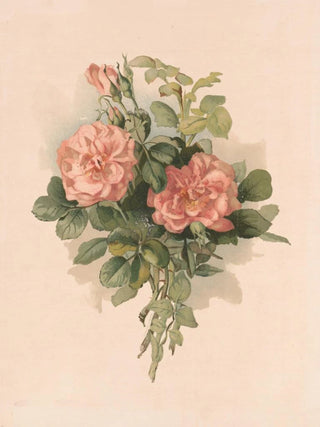 Annie Nowell - Blush roses.webp