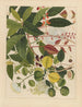 Album van Chinese aquarellen van Aziatische vruchten Pl03 - Anoniem — weergave van het kunstwerk