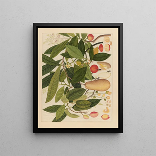 Anonymous - Album of Chinese watercolors of Asian fruits Pl05.webp