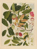 Chinese fruit watercolor album schilderij Pl06 - Anoniem — weergave van het kunstwerk
