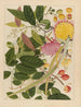 Album van Chinese aquarellen van Aziatische vruchten Pl08 - Anoniem — weergave van het kunstwerk