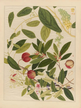 Anonymous - Album of Chinese watercolors of Asian fruits Pl09.webp