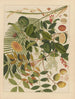 Album van Chinese aquarellen van Aziatische vruchten Pl10 - Anoniem — weergave van het kunstwerk