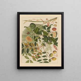 Anonymous - Album of Chinese watercolors of Asian fruits Pl10.webp