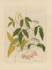 Album van Chinese aquarellen van Aziatische vruchten Pl13 - Anoniem — weergave van het kunstwerk