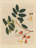 Album van Chinese aquarellen van Aziatische vruchten Pl14 - Anoniem — weergave van het kunstwerk