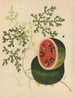 Chinese aquarellijstabel met fruit Pl15 - Anoniem — weergave van het kunstwerk