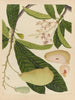Album van Chinese aquarellen van Aziatische vruchten Pl16 - Anoniem — weergave van het kunstwerk