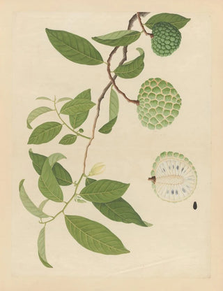 Anonymous - Album of Chinese watercolors of Asian fruits Pl17.webp