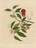 Album van Chinese aquarellen van Aziatische vruchten Pl18 - Anoniem — weergave van het kunstwerk