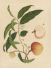 Chinese aquarellijstabel met album van Aziatische fruiten Pl19 - Anoniem — weergave van het kunstwerk