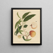 Chinese aquarellijstabel met album van Aziatische fruiten Pl19 - Anoniem — ingelijst kunstwerk aan de muur