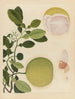 Album van Chinese aquarellen van Aziatische vruchten Pl20 - Anoniem — weergave van het kunstwerk