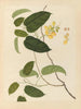 Album van Chinese aquarellen van Aziatische vruchten Pl22 - Anoniem — weergave van het kunstwerk