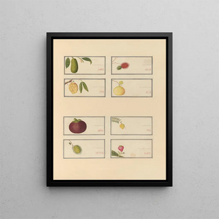 Anonymous - Album of Chinese watercolors of Asian fruits Pl23.webp