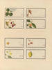 Album van Chinese aquarellen van Aziatische vruchten Pl24 - Anoniem — weergave van het kunstwerk