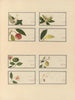 Album van Chinese aquarellen van Aziatische vruchten Pl27 - Anoniem — weergave van het kunstwerk