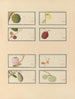 Chinese fruit watercolor album schilderij Pl28 - Anoniem — weergave van het kunstwerk