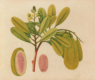 Anonymous - Album of watercolors of Asian fruits and flowers Pl01.webp