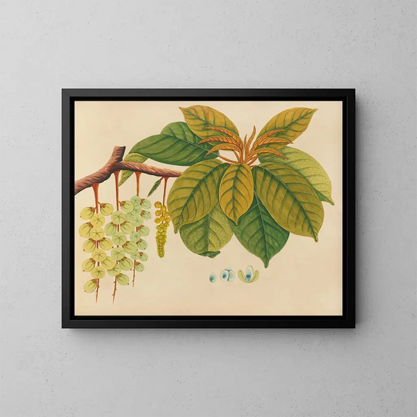 Album van aquarellen van Aziatische fruit en bloemen Pl03 - Anoniem — ingelijst kunstwerk aan de muur