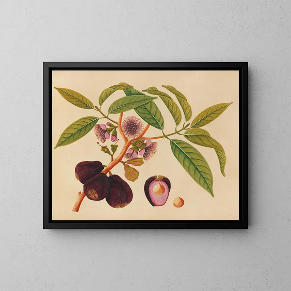 Album van aquarellen van Aziatische fruit en bloemen Pl05 - Anoniem — ingelijst kunstwerk aan de muur