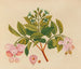 Album van aquarellen van Aziatische fruit en bloemen Pl06 - Anoniem — weergave van het kunstwerk