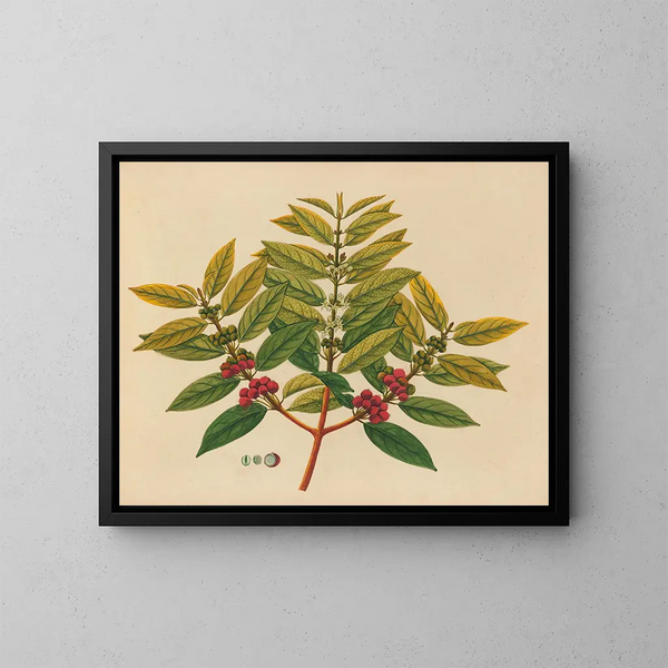 Album de aquarellen van Aziatische fruit- en bloemenschilderijen Pl07 - Anoniem — ingelijst kunstwerk aan de muur