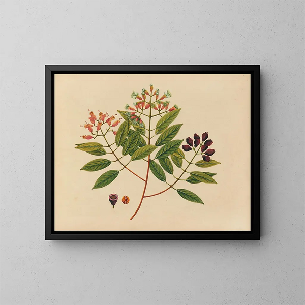 Album van aquarellen van Aziatische fruit en bloemen Pl08 - Anoniem — ingelijst kunstwerk aan de muur