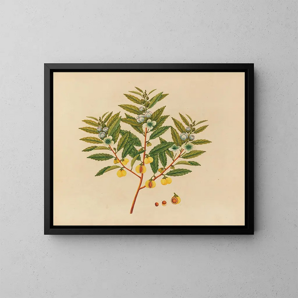 Album van aquarellen van Aziatische fruit en bloemen Pl09 - Anoniem — ingelijst kunstwerk aan de muur