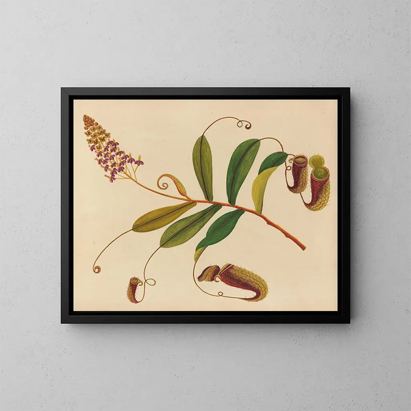 Album van aquarellen van Aziatische fruit en bloemen Pl10 - Anoniem — ingelijst kunstwerk aan de muur