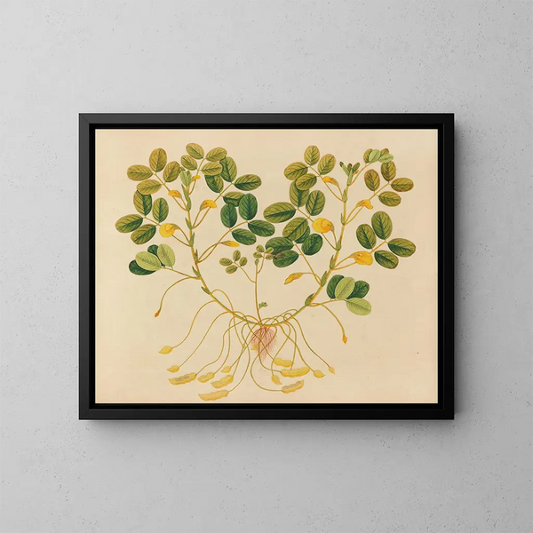 Album van aquarellen van Aziatische fruit en bloemmotieven Pl11 - Anoniem — ingelijst kunstwerk aan de muur