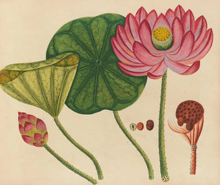 Anonymous - Album of watercolors of Asian fruits and flowers Pl12.webp