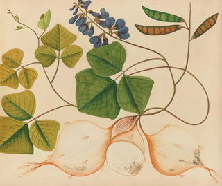 Anonymous - Album of watercolors of Asian fruits and flowers Pl13.webp