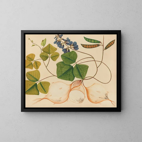 Album van aquarellen van Aziatische fruit en bloemen Pl13 - Anoniem — ingelijst kunstwerk aan de muur