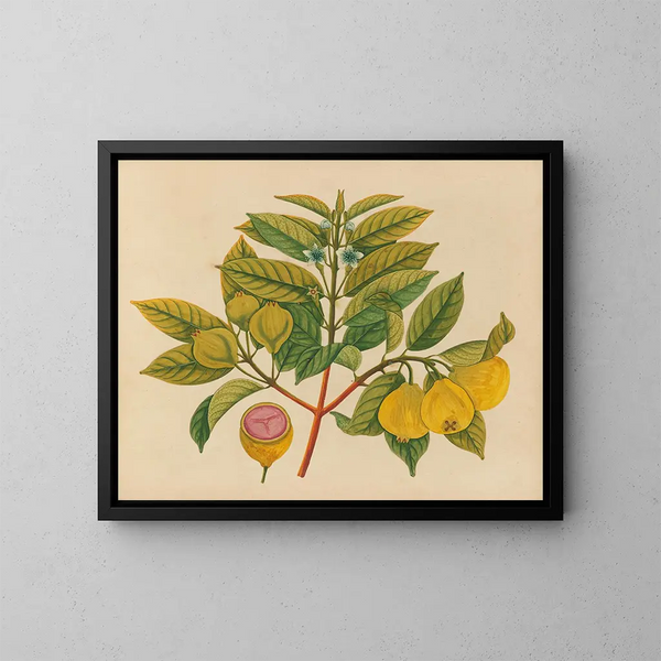 Album van aquarellen van Aziatische fruit en bloemen Pl14 - Anoniem — ingelijst kunstwerk aan de muur