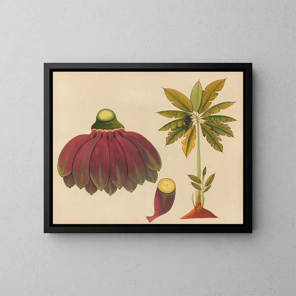 Album van aquarellen van Aziatische fruit en bloemen Pl15 - Anoniem — ingelijst kunstwerk aan de muur