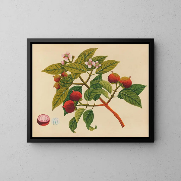 Album van aquarellen van Aziatische fruit en bloemen Pl17 - Anoniem — ingelijst kunstwerk aan de muur