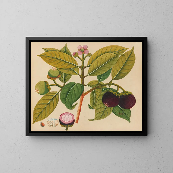 Album van aquarellen van Aziatische fruit en bloemen Pl18 - Anoniem — ingelijst kunstwerk aan de muur