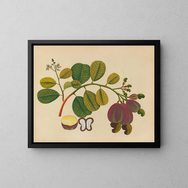 Album van aquarellen van Aziatische fruit en bloemen Pl19 - Anoniem — ingelijst kunstwerk aan de muur