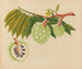 Album van aquarellen van Aziatische fruit en bloemen Pl22 - Anoniem — weergave van het kunstwerk
