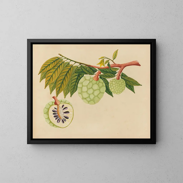 Album van aquarellen van Aziatische fruit en bloemen Pl22 - Anoniem — ingelijst kunstwerk aan de muur