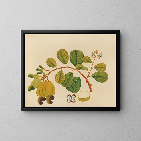 Album van aquarellen van Aziatische fruit en bloemkunstdruk Pl23 - Anoniem — ingelijst kunstwerk aan de muur