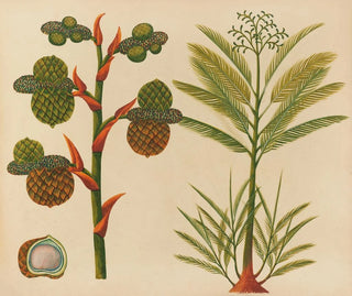 Anonymous - Album of watercolors of Asian fruits and flowers Pl24.webp