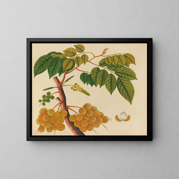 Album de aquarellen van Aziatische fruit- en bloemenschilderijen Pl25 - Anoniem — ingelijst kunstwerk aan de muur