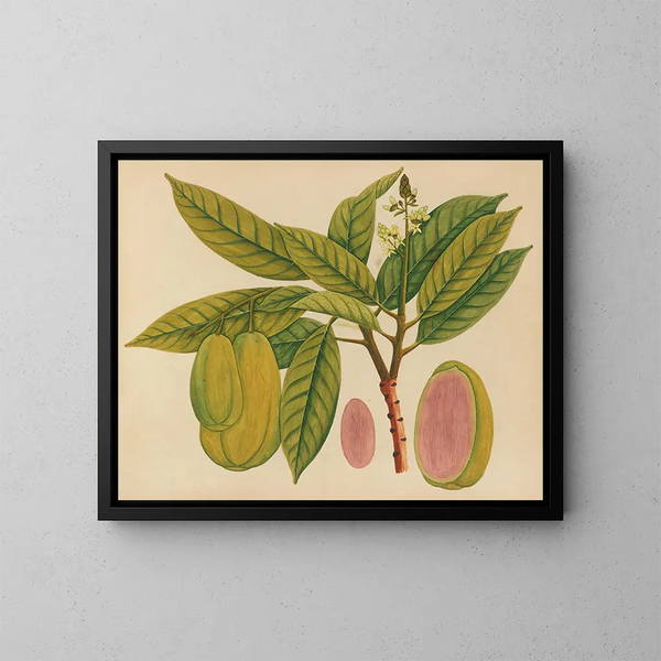 Album van aquarellen van Aziatische fruit en bloem - Anoniem — ingelijst kunstwerk aan de muur