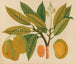 Album van aquarellen van Aziatische fruit en bloemenschilderijen Pl28 - Anoniem — weergave van het kunstwerk